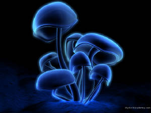 fluorescence6.jpg